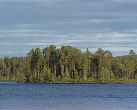 Pan Swedish pine forest behind flowing Lule river near Jokkmokk, midsummernight Stock Footage 32419549