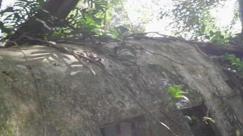 Pan from Tail to Cockpit Window of Abandoned Cargo Plane in Jungle Stock Footage 314937672