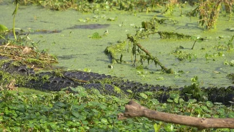 Pan From Tail to Head of large Alligator in Swamp, 4K Stock Footage 72567863