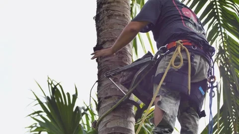 Pan up a tall coconut tree showing a climber using safety gear halfway up and Stock Footage 346073667