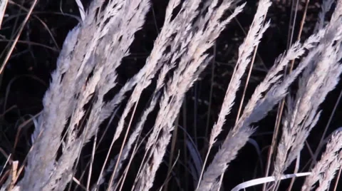 Pan of Tall White Grass Stock Footage 34480546