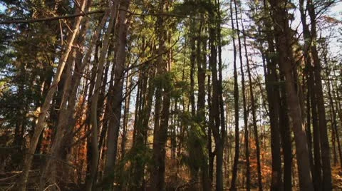 Pan on thick collection of forest trees with sun in shot. Stock Footage 8984352