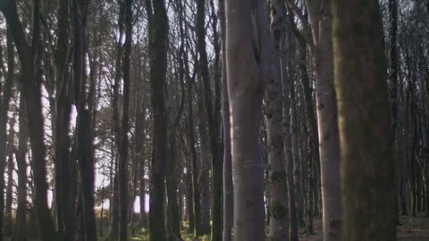 Pan of thin trees in a forest in Ireland at golden hour Stock Footage 74279634