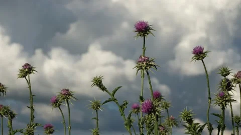 Pan of thistle against a cloudy sky on  a spring day. 스톡 동영상 131363231