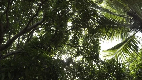 Pan of threes and branches in Tabajaras Indigenous Village Stockbeeldmateriaal 320571450