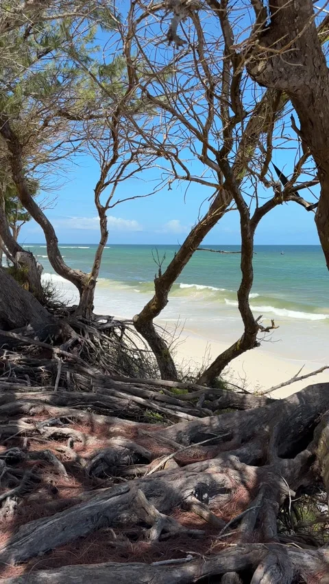 Pan Through Bare Coastal Trees to Turquoise Beach, Barbados Stock Footage 337053107