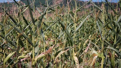 Pan through a corn field Stock Footage 115705095