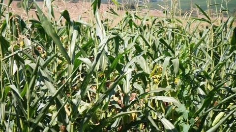 Pan through a corn field Stock Footage 116604266