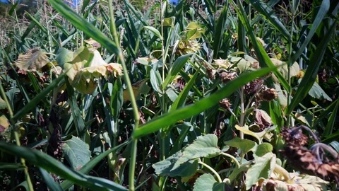 Pan through a corn field where sunflowers grow Stock Footage 115417899
