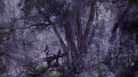Pan through dark and rugged bushland Stock-Footage 141902520