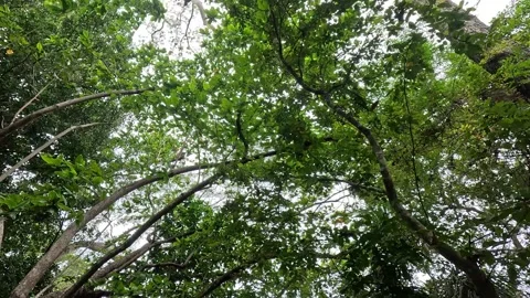Pan Up Through Forest Canopy, Ross and Smith Islands, Andaman Islands Stock Footage 339371689