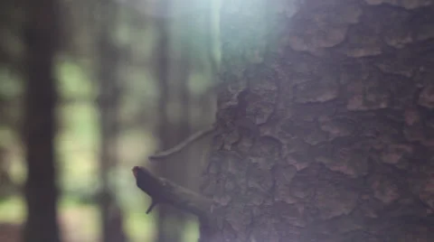 Pan through forest with flare 스톡 동영상 37809537