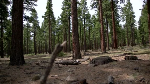 Pan Through a Forest on a Sunny Day Stock Footage 154423001