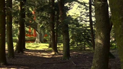 Pan Through Forest Trees in Natural Sunlight Vídeos de archivo 327566696