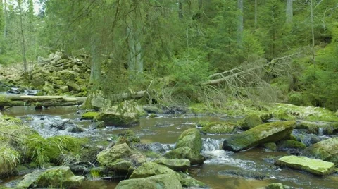 Pan Through The Forrest With Flowing River 動画素材 63215051