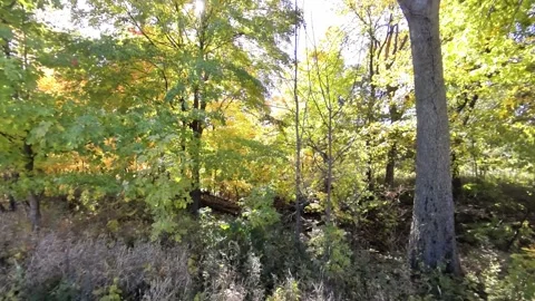Pan through golden trees on bright sunny day in autumn to hike &amp; bike trail Vídeo Stock 255387967