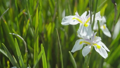 Pan Through Grass to Yellow and White Flowers 動画素材 107281658