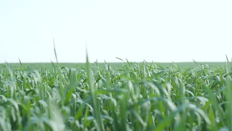 Pan Through High Grass Field Stock Footage 86318100