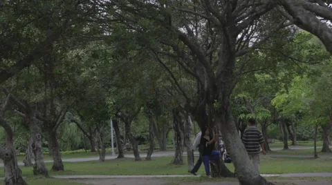 Pan through many trees of Da-an Park Stock Footage 43271530