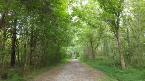 PAN THROUGH PATH IN WOODS Stock Footage 157882095