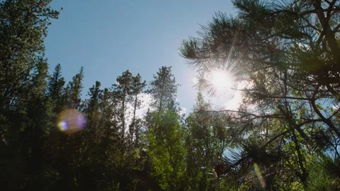 Pan through Pine Forest, Lens Flare Stock Footage 311951573