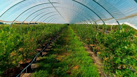 Pan through Rows of Green Healthy Plants inside Greenhouse Stock Footage 120693190