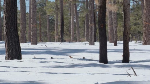 Pan through Snowy Forest Landscape Slow Motion 4k Stock Footage 122523896