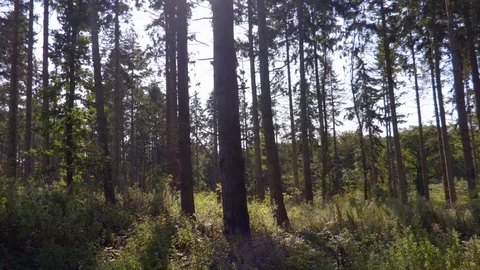 Pan Through Tall Trees In The Forest 库存影片 79601228