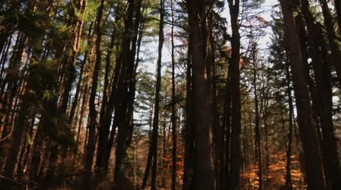 Pan through thick pine forest with direct sun Stock Footage 8984063