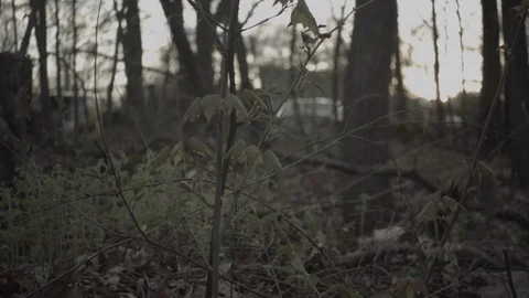 Pan Through Woods Behind Partking Lot At Sunset Stock Footage 90365032