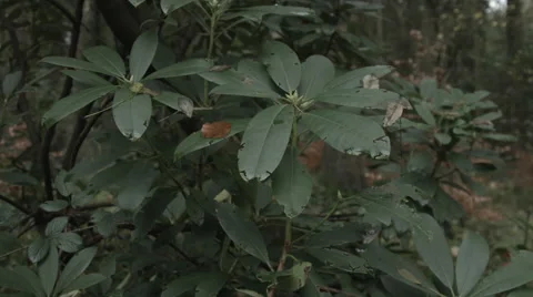 Pan throught the Woods Video stock 44265130