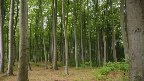 Pan Tilt Down, Green Forest Canopy to Forest Floor, Tall Tree Trunks, Woodland Stock Footage 327457071