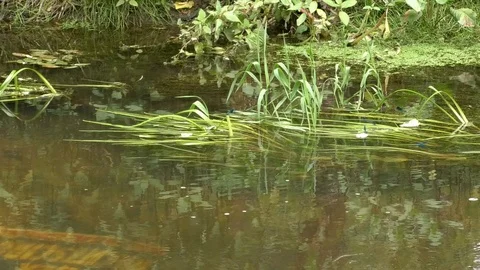 Pan, Tilt: environmental pollution, circus poster in a stream near damselflies Video stock 111145800