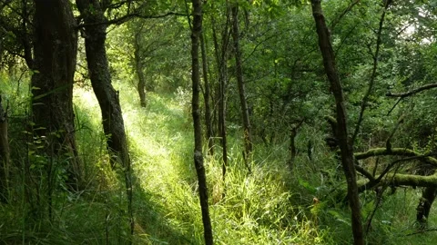 Pan, Tilt: Overgrown, small trail through the woods, sunlight shining through Stock Footage 160138017