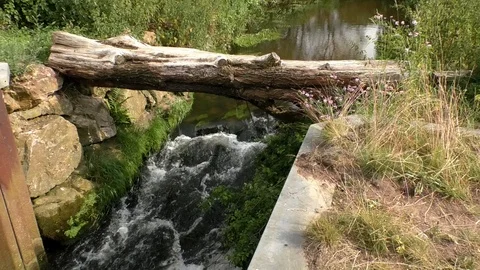 Pan, Tilt: Two tree trunks forming bridge over the stream Lauter, flowing water Stock Footage 111146199