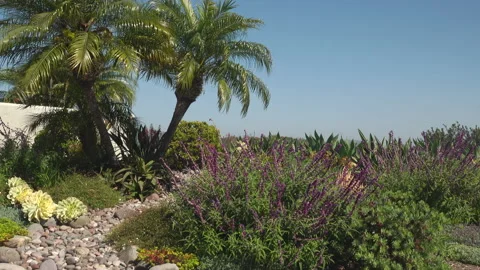 Pan / tilt of a xeriscape Stock Footage 197492628