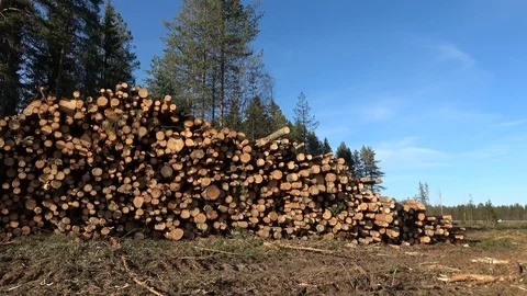 Pan on timber logging in forest. Freshly cut tree wooden logs piled up. Wood Stock Footage 116475968