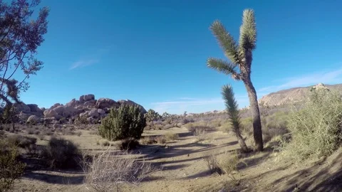 Pan Time lapse of a rocks and Joshua trees, at a road in Joshua tree nation.. Stock Footage 73102157