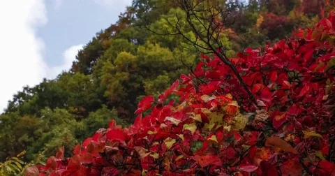 Pan of time lapse of tayun mountains in autumn Vídeos de archivo 69155370