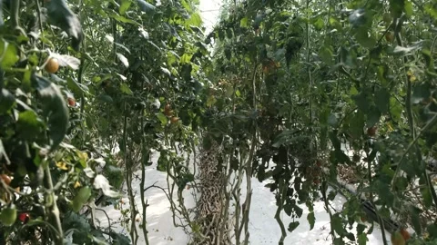 Pan up from tomato roots Stock Footage 288336348