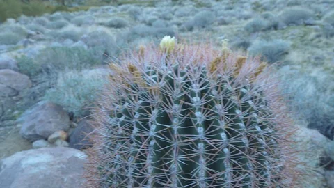 Pan to top of Barrel Cactus. Indian Canyons, Palm Springs, California, USA. Video stock 101354524