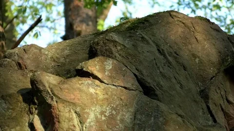 Pan: Top of a rock, trees and ferns growing next to the rock Stock Footage 76777365
