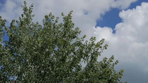 Pan from top of tree to blue sky and clouds Stock Footage 93565024