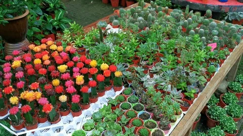 Pan up top view assorted succulents mini plants in pots Stock Footage 123268394