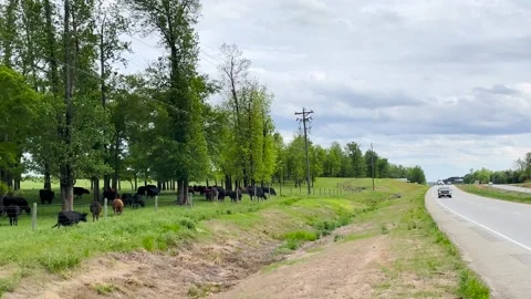 Pan of traffic to crowds of cows and bulls on a farm behind a fence in a rura Stock Footage 180268567