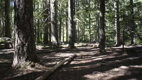 Pan from trail to Pacific Crest sign, and to trail again Stock Footage 70797089