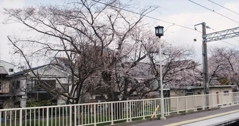 Pan of train station full of cherry blossoms, Spring in Kyoto, Arashiyama, 4k Stock Footage 106474053