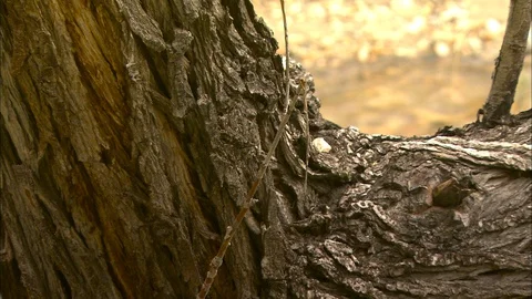 Pan from tree bark to close up stream 스톡 동영상 87838200