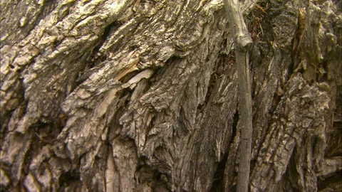 Pan from tree bark to river Stock Footage 87838476