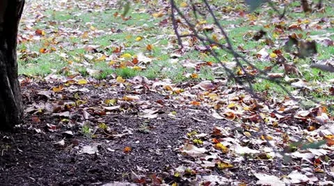 Pan of Tree Base in the Fall Stock Footage 19390172